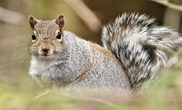 squirrel-640x480-86726915.jpeg