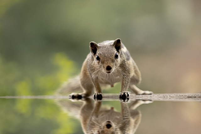 squirrel