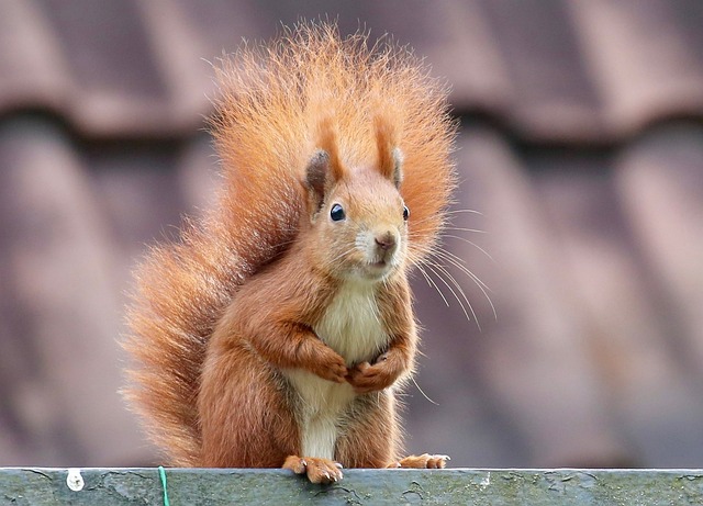 squirrel
