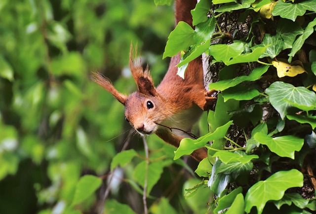 squirrel