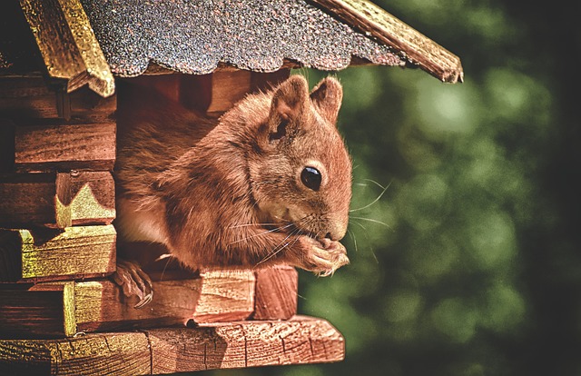 Squirrel Proof Peanuts: Feed More Birds, Save More Money in Manchester