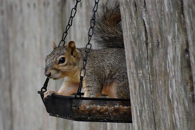 Squirrel-Proof Feeders in Manchester: Best Prices & Free Delivery for Quality Sunflower Hearts