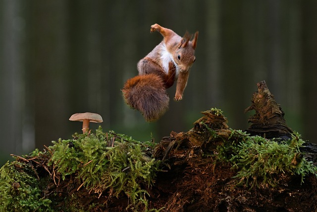 Squirrel Proof Your Feeder: Discover Nutritious Mealworm Food for Birds in Leicester