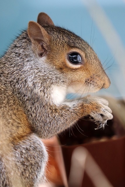 Squirrel Proof Bird Feeders Manchester: Protect Your Food, Joyful Birds