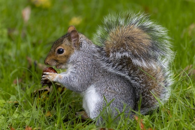 squirrel
