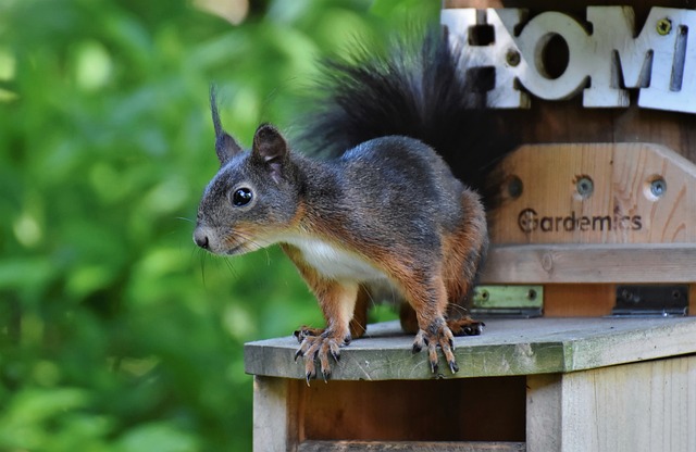 Save Now on Squirrel-Proof Feeder Hearts in Sheffield!