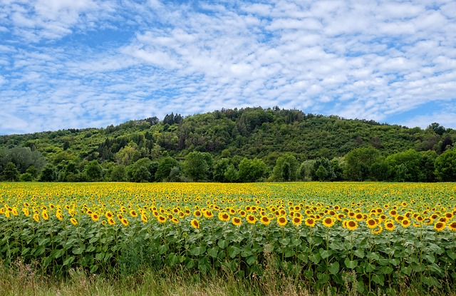 sunflower