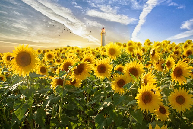 Unlock Savings: Top-Quality 25kg Sunflower Hearts at Unbeatable Prices in Sheffield!