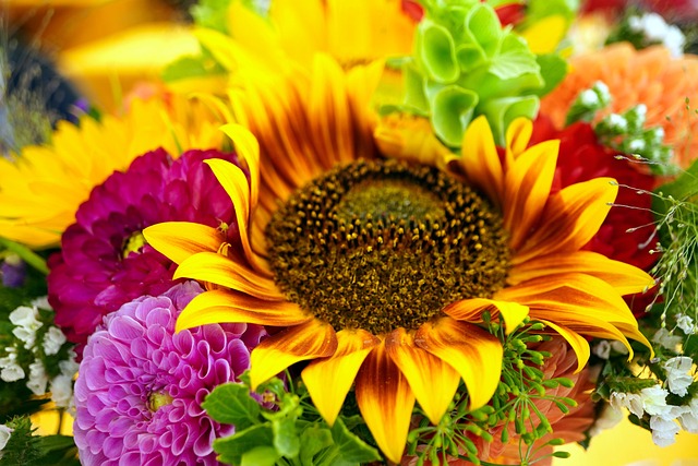 sunflower