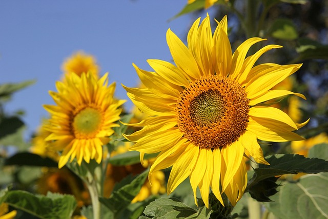 sunflower