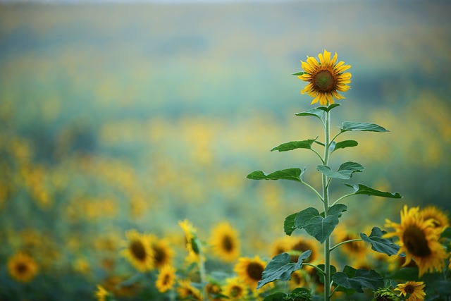 sunflower