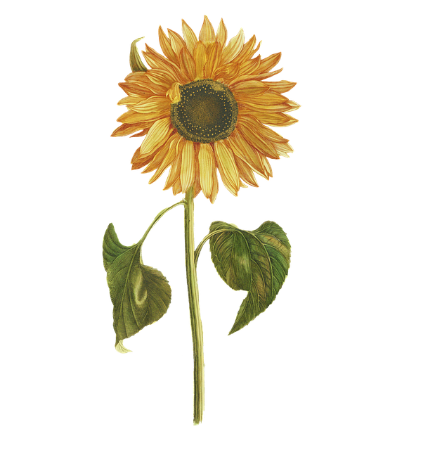 Feed London's Birds Happily: 20% Off Bulk Sunflower Seeds Delivery