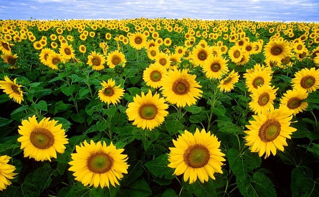 Save Big on Sunflower Hearts: 25kg Bulk at Best Price in Bradford!