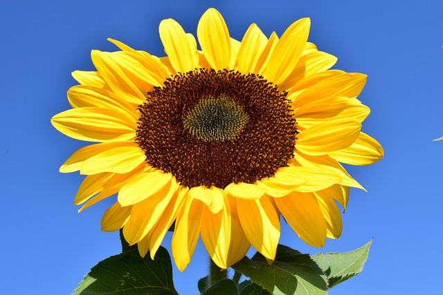 Feed Manchester’s Feathers: Bulk Sunflower Seeds, Free Shipping, Big Savings!