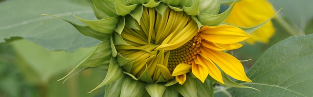 Feeder Frenzy: 25kg Sunflower Hearts – Best Price in Leeds!
