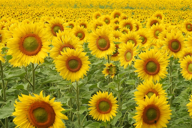 sunflower