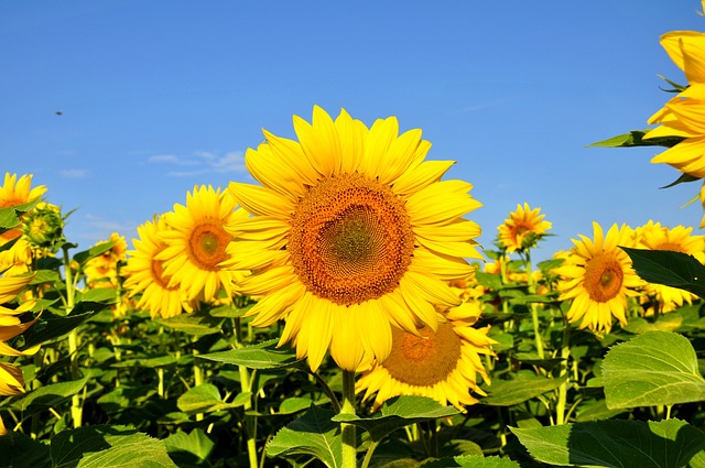 sunflower