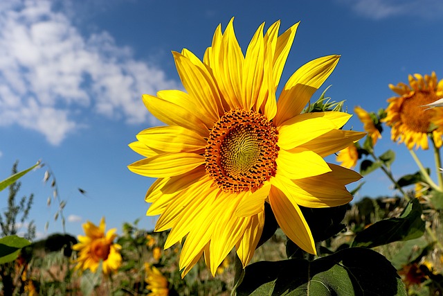 sunflower