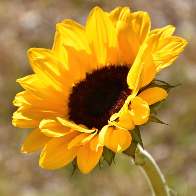 Transform Your Birmingham Garden: Durably Feed Sunflowers to Free Birds and Save Money