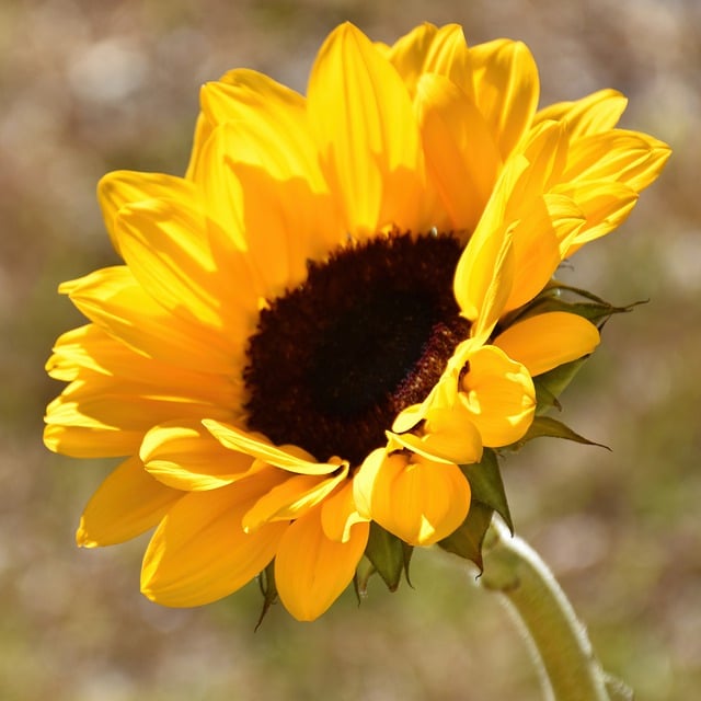 sunflower