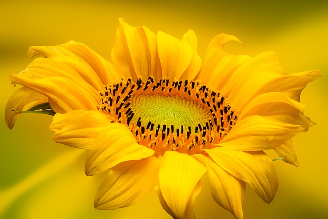 Attract More Birds, Save on Feeders: Top Sunflower Seeds for Liverpool Birdwatchers