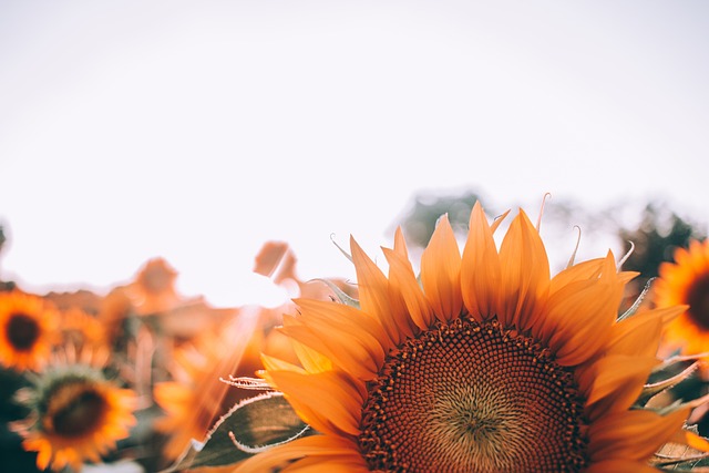 Squirrel-Proof, Durable: Save Money on 25kg Sunflower Hearts in Liverpool