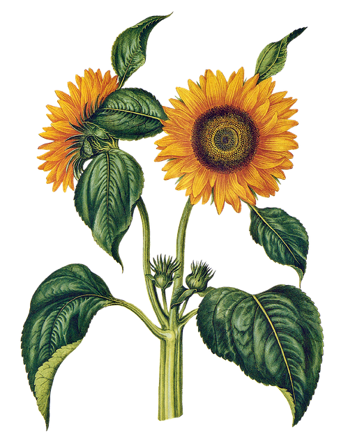 Squirrel-Proof Your Feedings, Save on Sunflower Seeds in Leicester