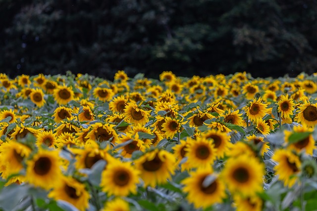 sunflower