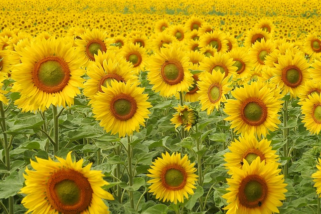 Save Big on Top-Quality Sunflower Seeds for Leicester Birds – Free Shipping!