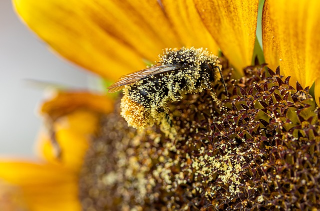 Attract Cardiff’s Birds: New Sunflower Seeder with Free Delivery & Top Savings