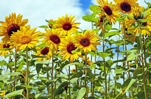 Transform Your Yard: Top-Quality Sunflower Seeds for Bristol Birds – Free Shipping!