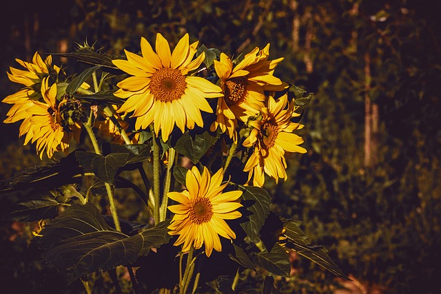 sunflower