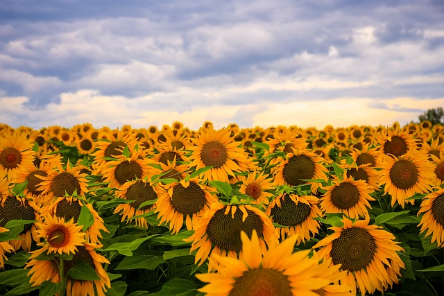 sunflower