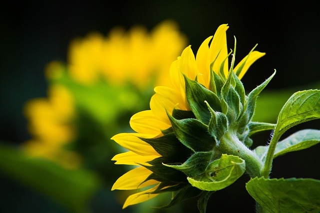 sunflower