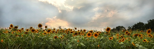 Nourish Your Sheffield Birds Naturally: Discover Our New, Nutrient-Rich Sunflower Seeds