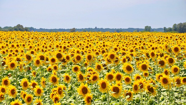 sunflower