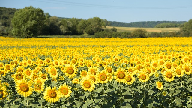 sunflower