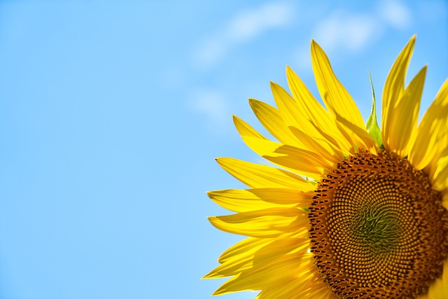 Warm Your Birds' Hearts This Winter: Free Sunflower Seeds in Bristol