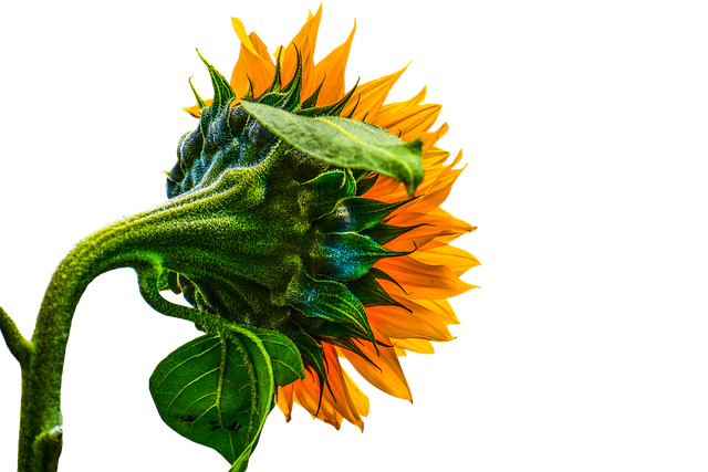 Supercharge Your Bird's Energy: Top-Rated Sunflower Seeds Manchester - 20% Off!
