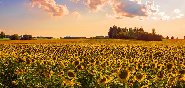 Feed Your Manchester Birds Luxuriously – Save with Top-Quality Sunflower Seeds!