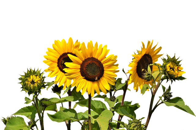 sunflower