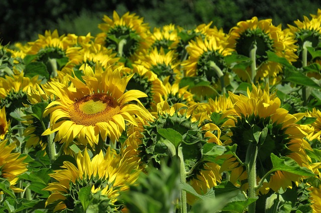 Revolutionize Your Feeders: Squirrel-Proof, Durable Design – 25kg Sunflower Hearts at Best Price in Leicester!