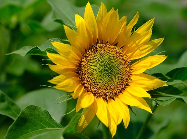sunflower