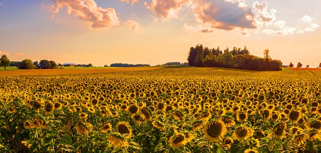 Bradford's Best: Keep Birds Thriving with Top-Quality Sunflower Seeds