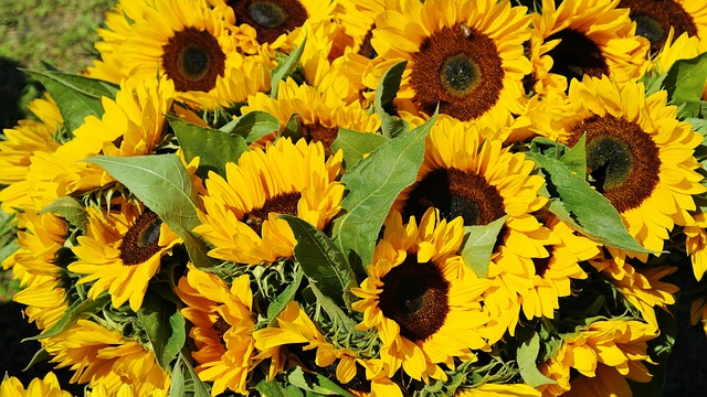 Feed Your Feathered Friends Affordably: High-Calcium Sunflower Hearts – 25kg Best Price Bradford!