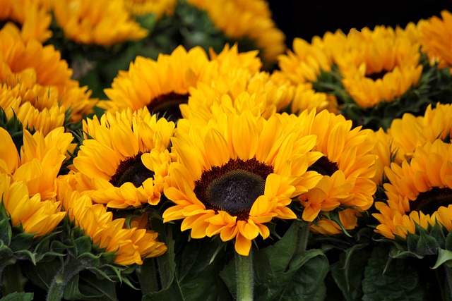 Free Shipping! Top-Rated Sunflower Seeds for Birmingham Birds: Bulk Mix Savings
