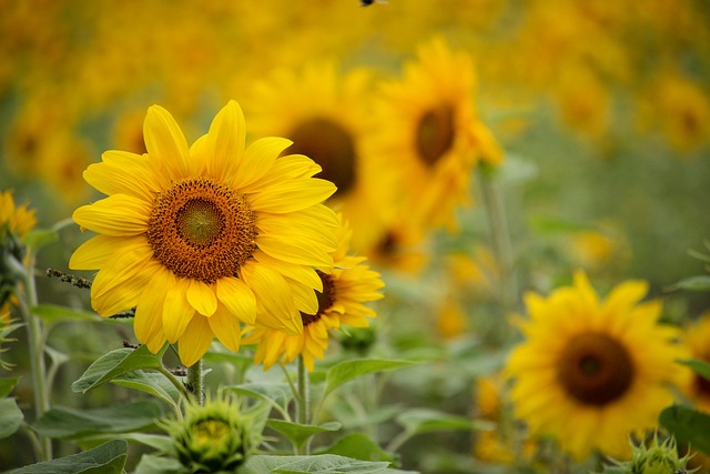 Revolutionize Your Bird Feeder: Dried Mealworms, Better Value than Sunflower Seeds!