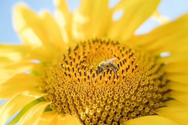 🌻 Bulk Sunflower Hearts: Top Quality, Best Price in Manchester, Free Shipping!