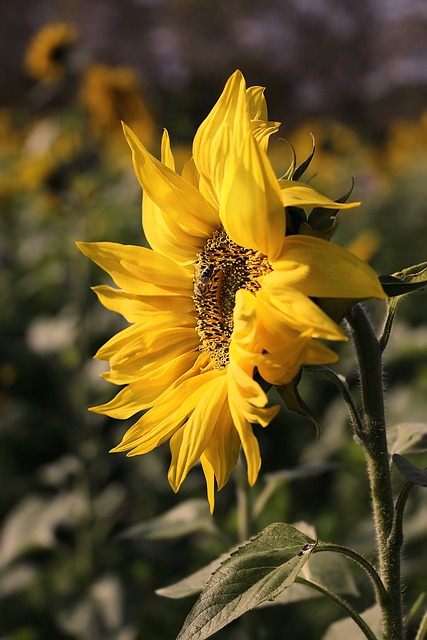 London's Top Sunflower Seeds: Eco-Friendly, Bulk Deals - Free Delivery!