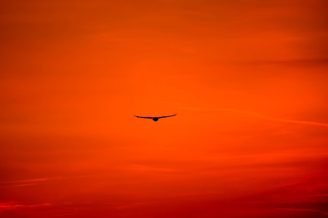 Wild Bird